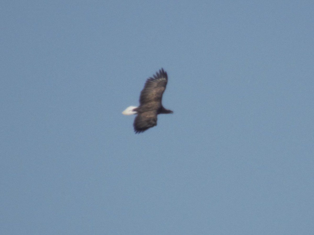 White-tailed Eagle - ML617322396