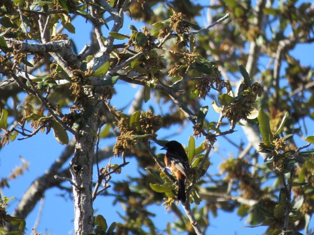 Orchard Oriole - ML617322437