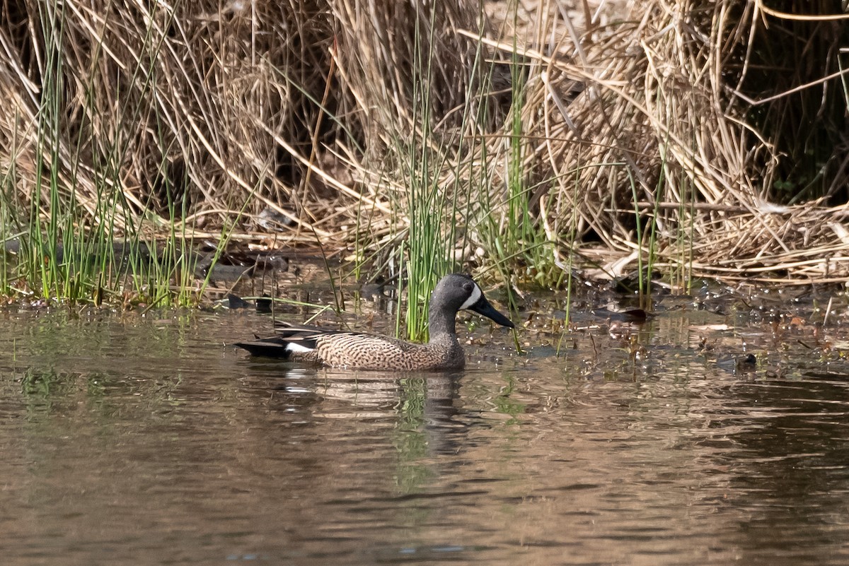 Blue-winged Teal - ML617322639