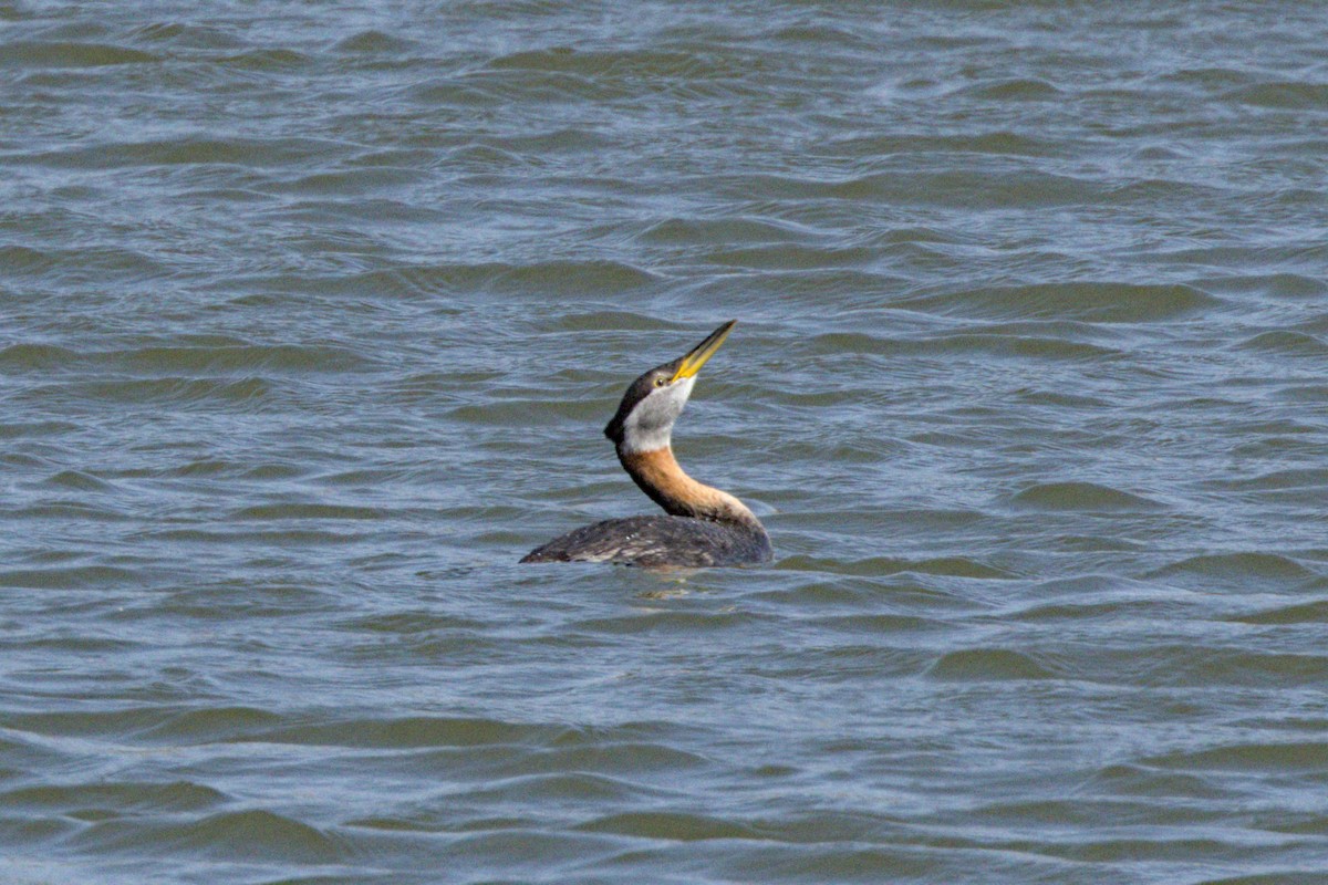 Red-necked Grebe - ML617322672