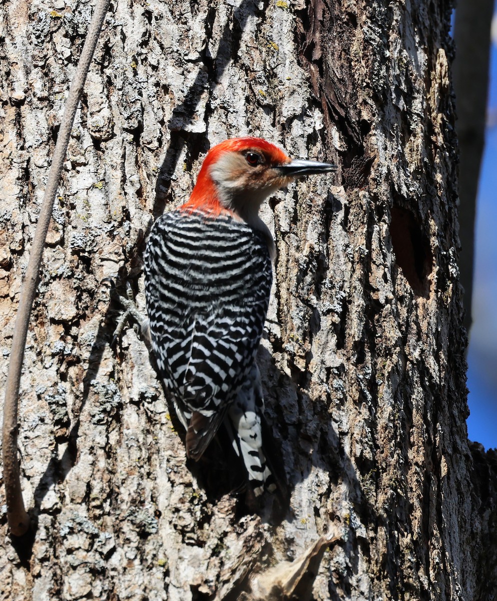Red-bellied Woodpecker - ML617322707