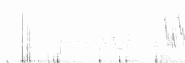 White Wagtail - ML617322708