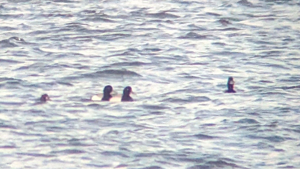 Greater Scaup - Dana Siefer