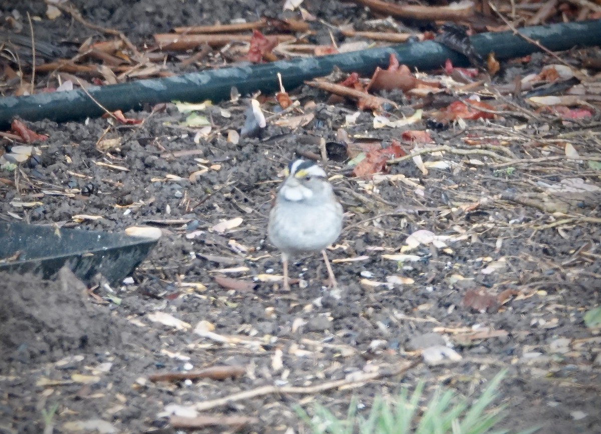 White-throated Sparrow - ML617322846
