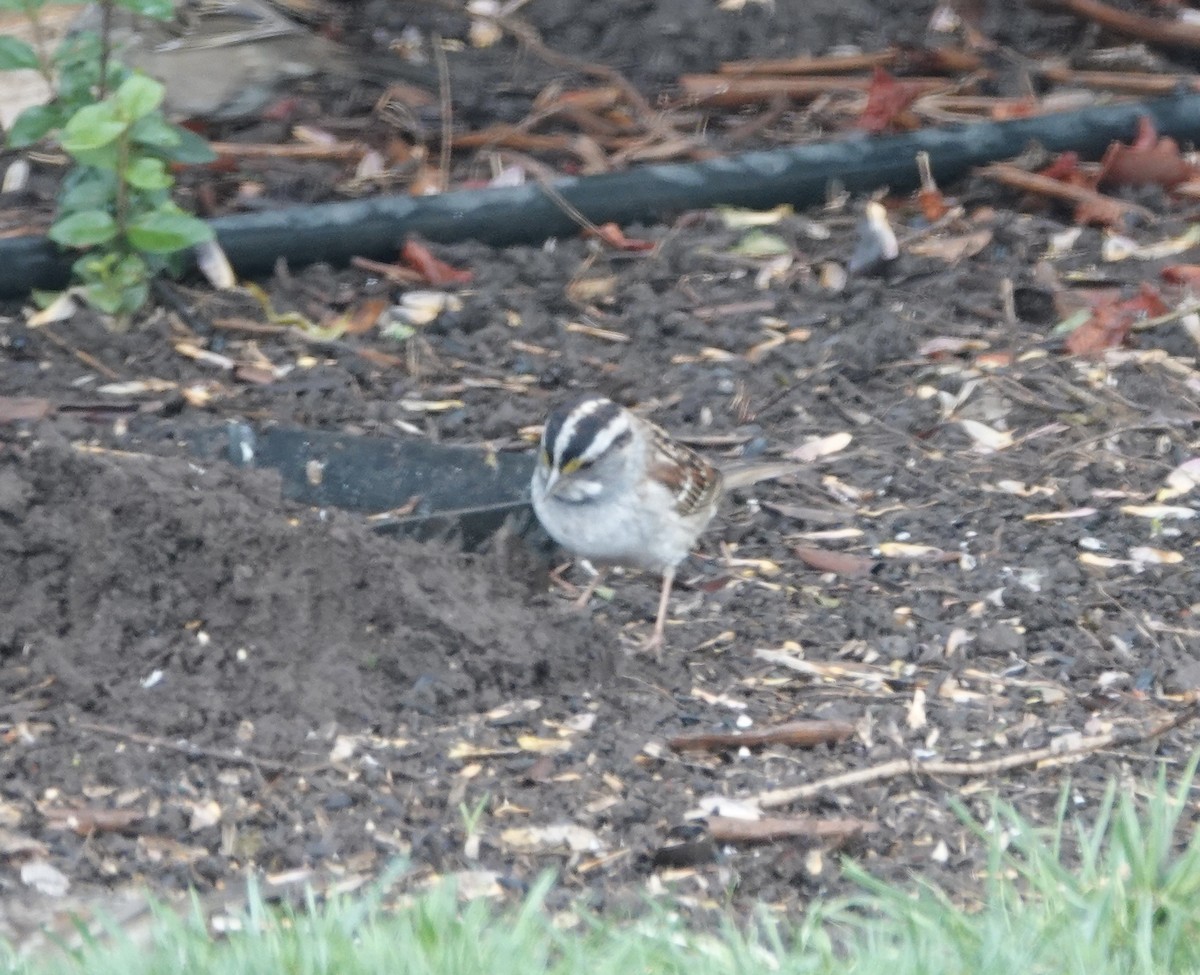 White-throated Sparrow - ML617322847