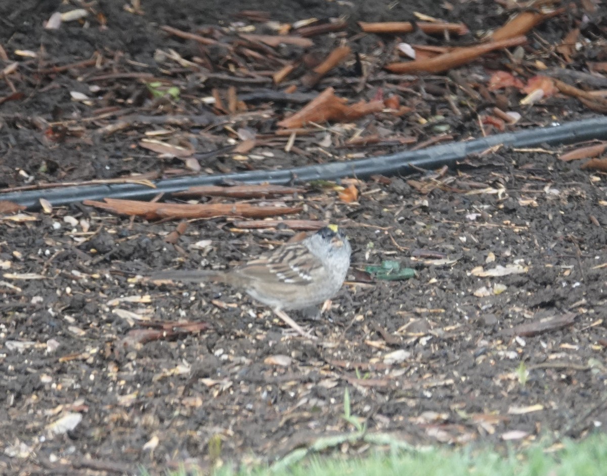 Golden-crowned Sparrow - ML617322944
