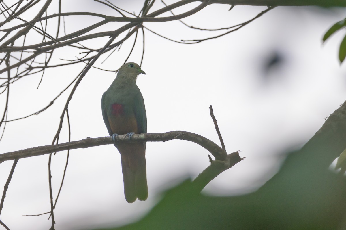 Scarlet-breasted Fruit-Dove - Stephen Davies