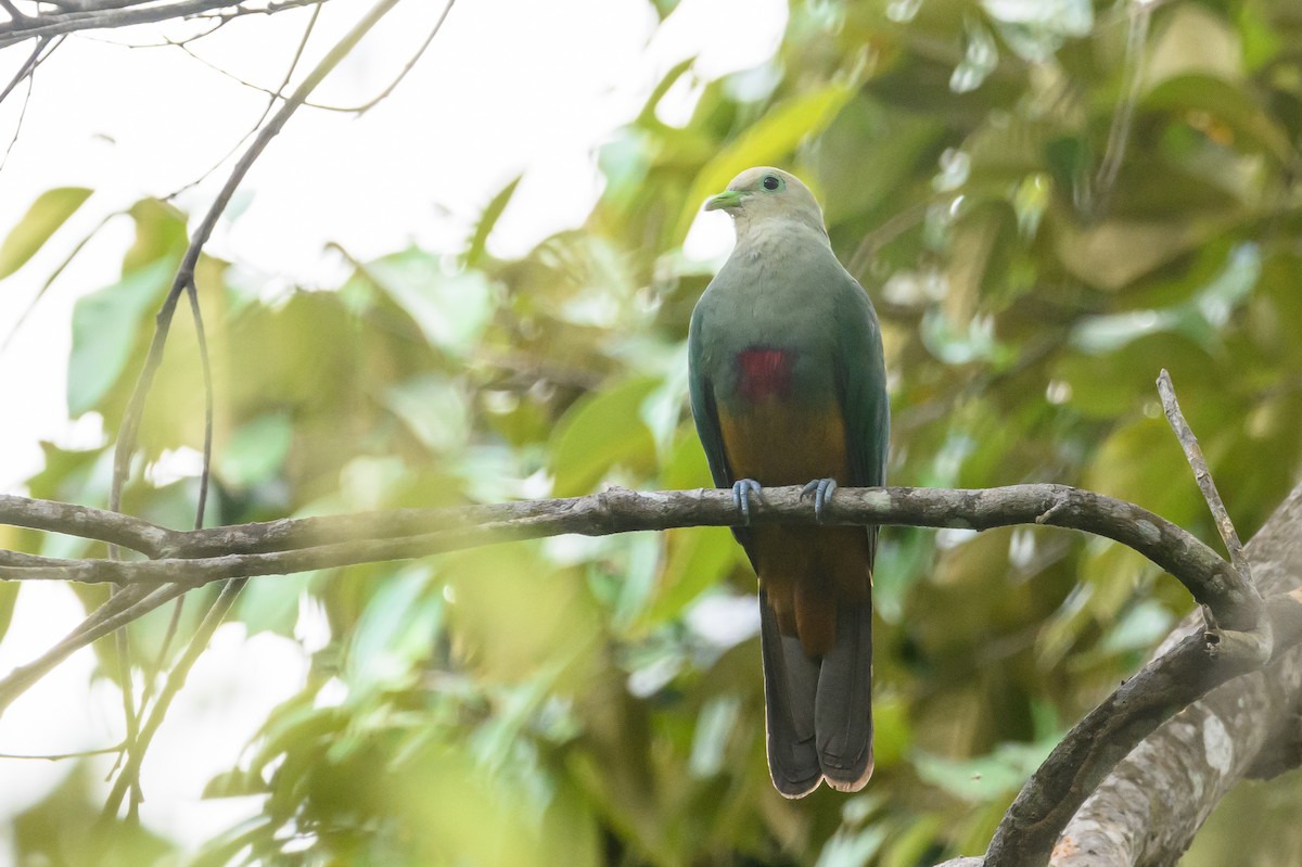 Scarlet-breasted Fruit-Dove - ML617322980
