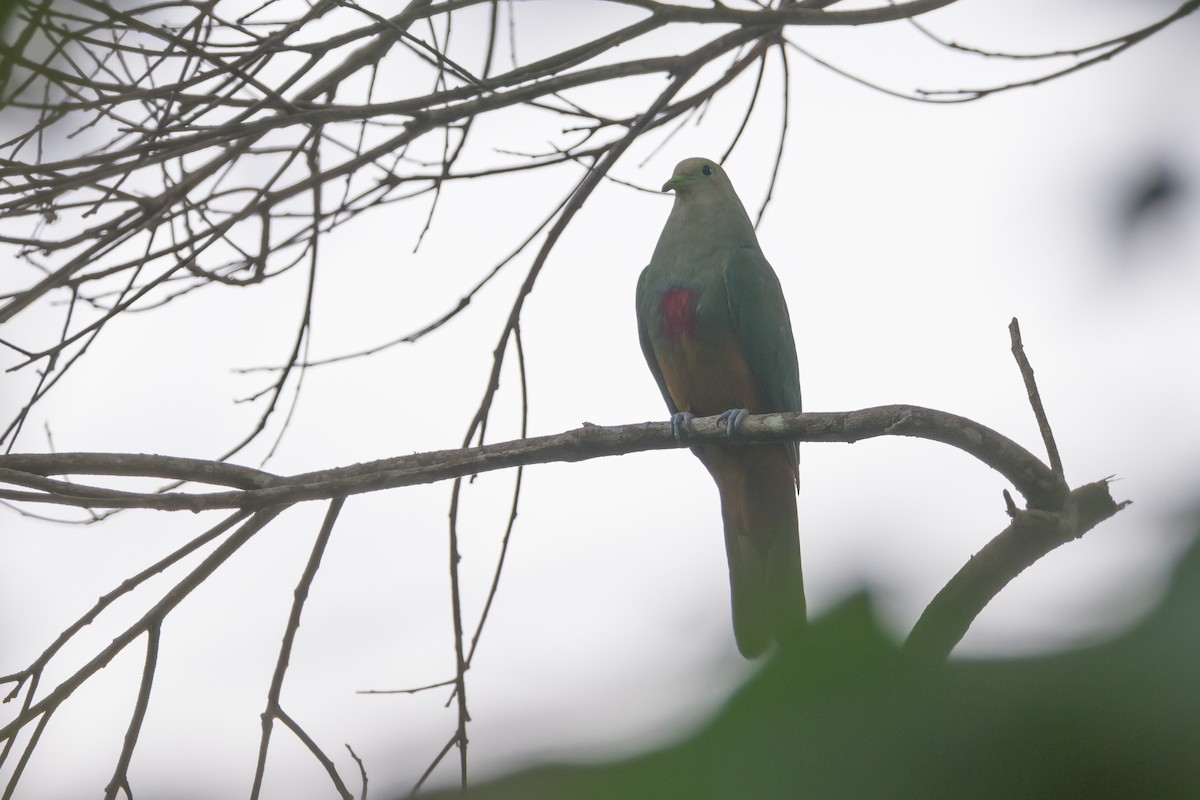 Scarlet-breasted Fruit-Dove - ML617322981