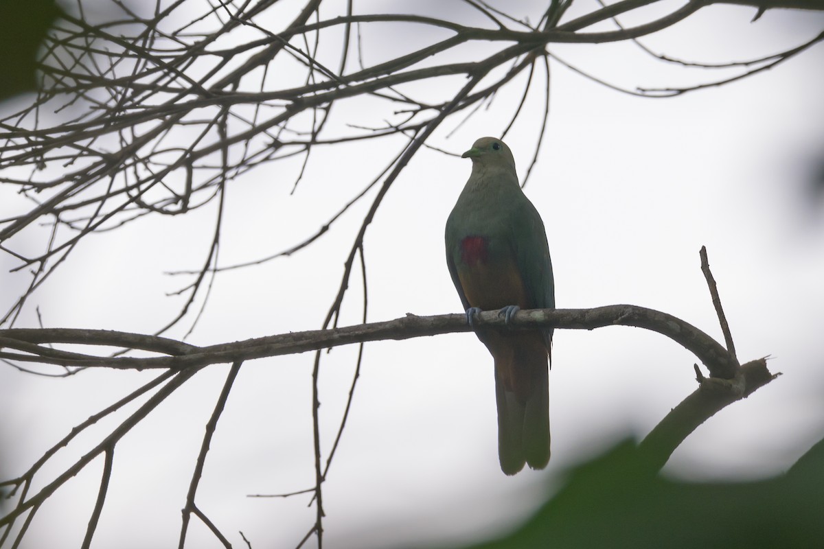 Scarlet-breasted Fruit-Dove - ML617322982