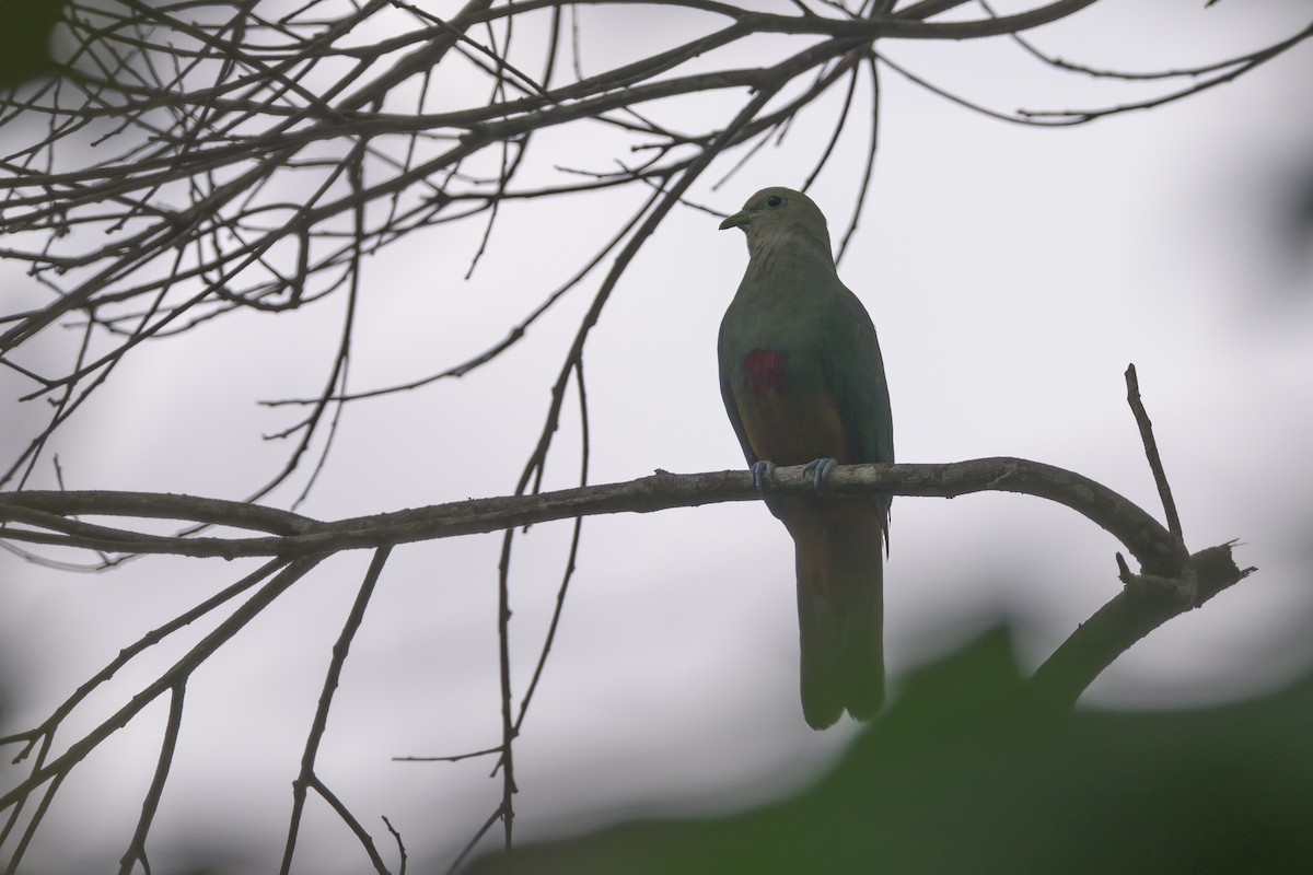 Scarlet-breasted Fruit-Dove - ML617322983