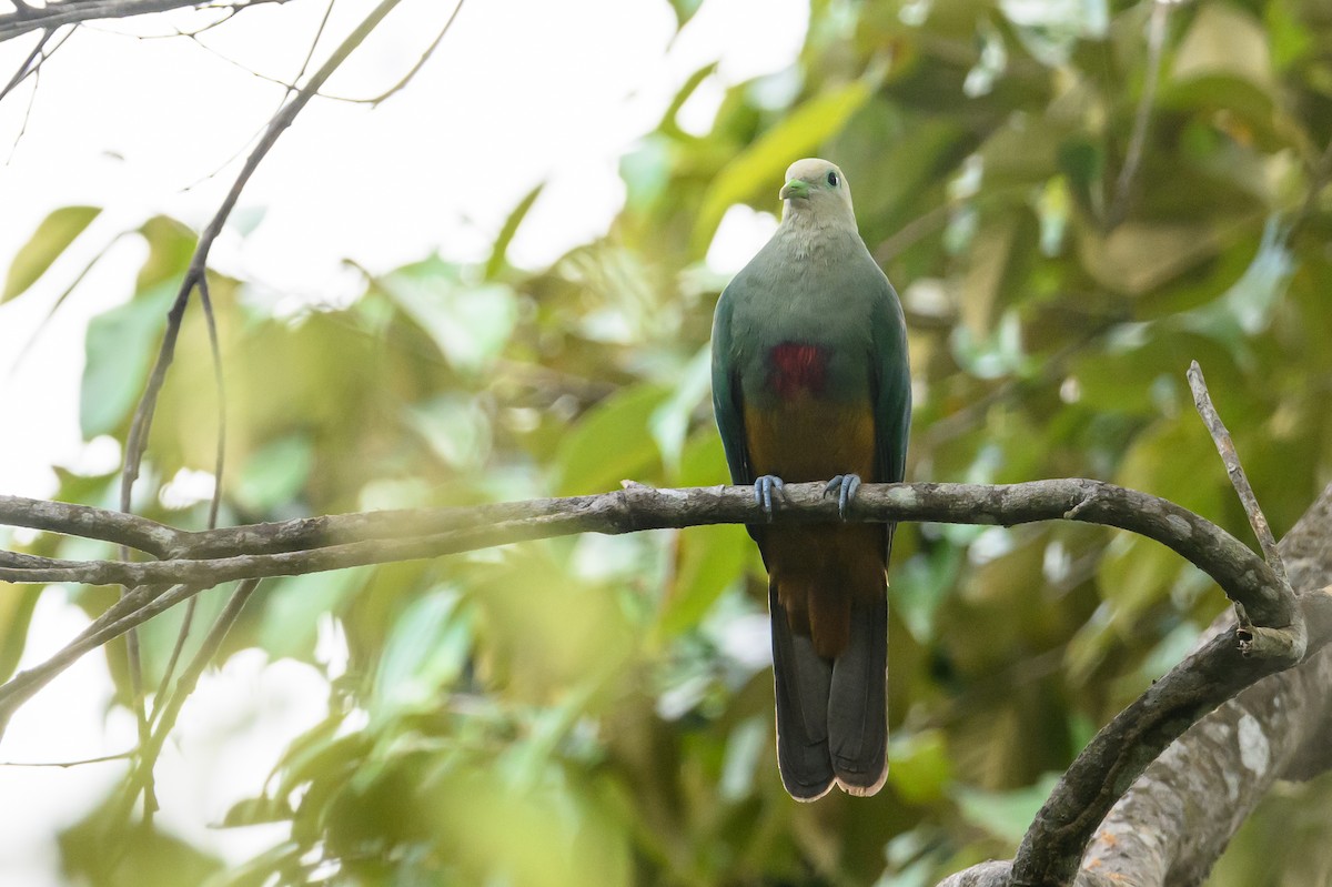 Scarlet-breasted Fruit-Dove - ML617322984