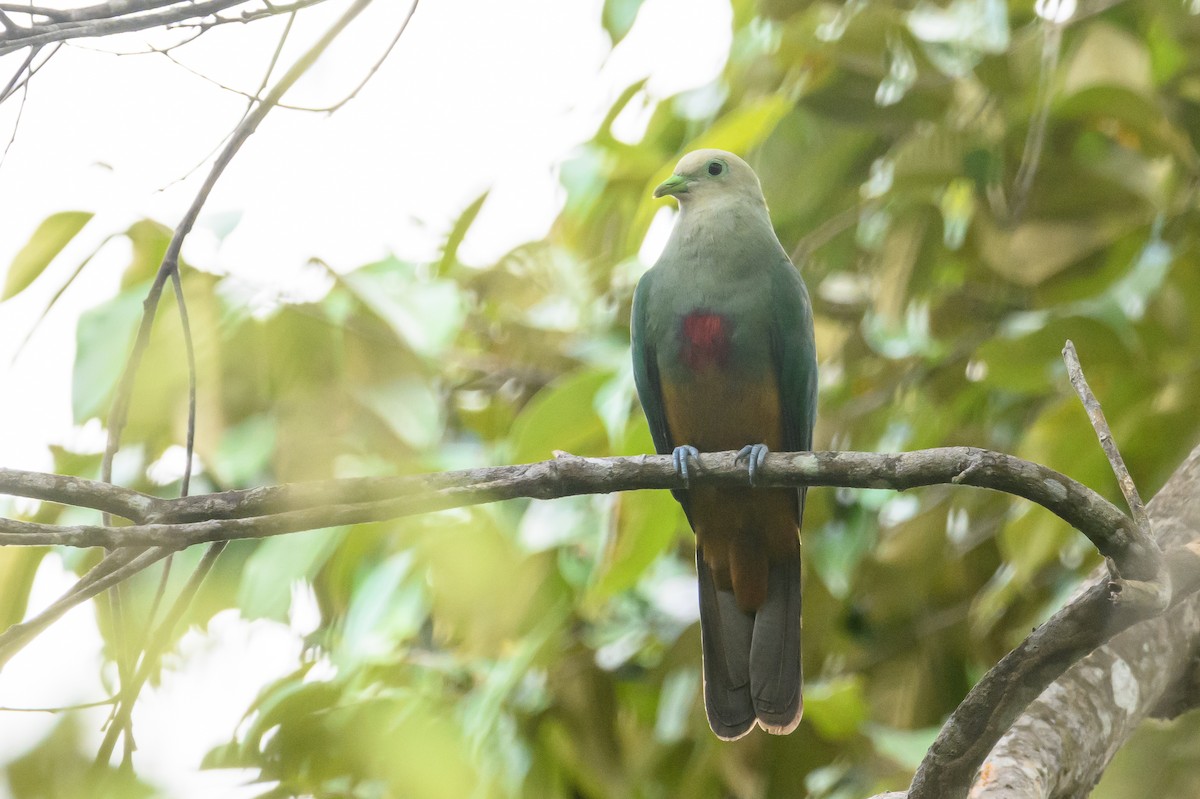 Scarlet-breasted Fruit-Dove - ML617322985