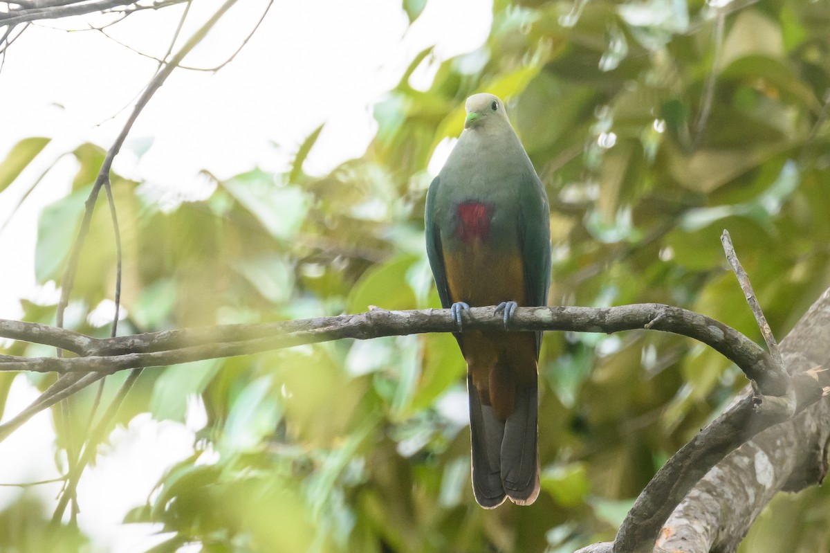 Scarlet-breasted Fruit-Dove - ML617322986
