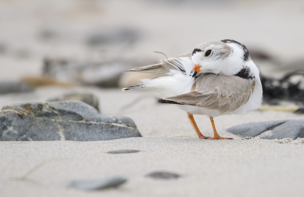 Piping Plover - ML617323030
