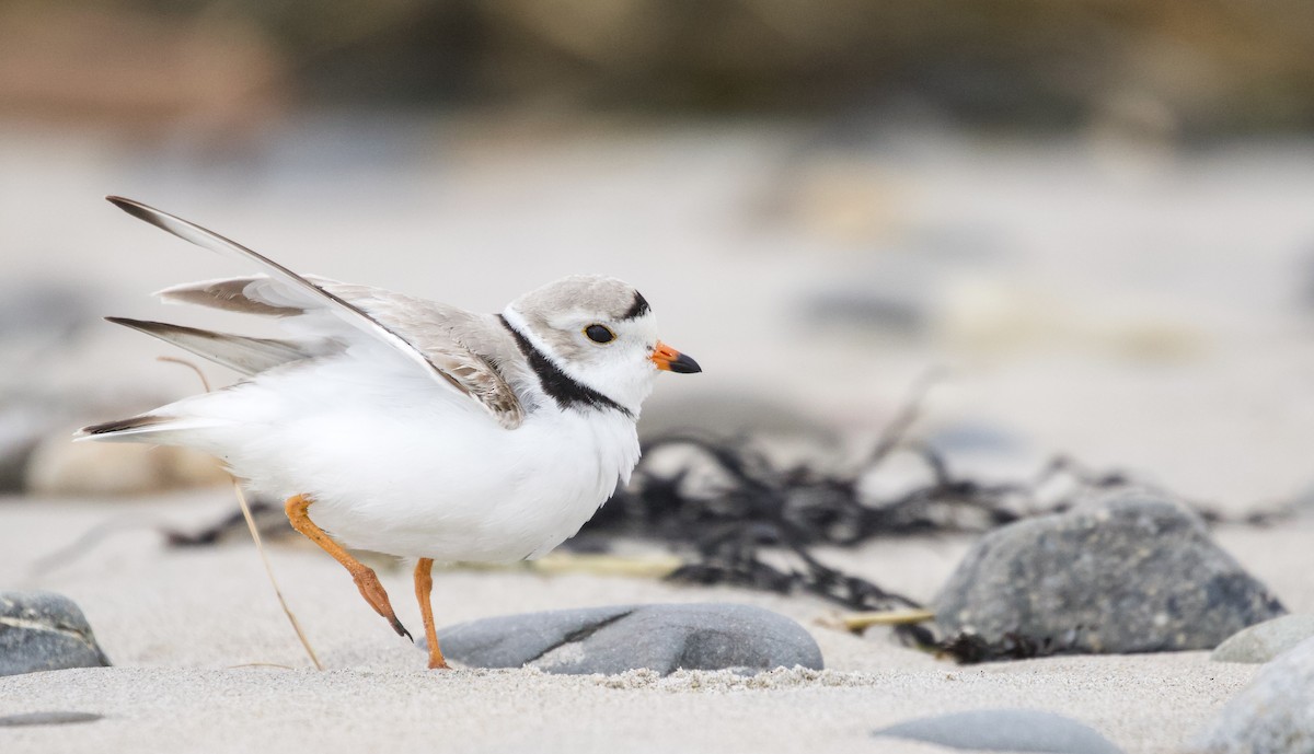 Piping Plover - ML617323032