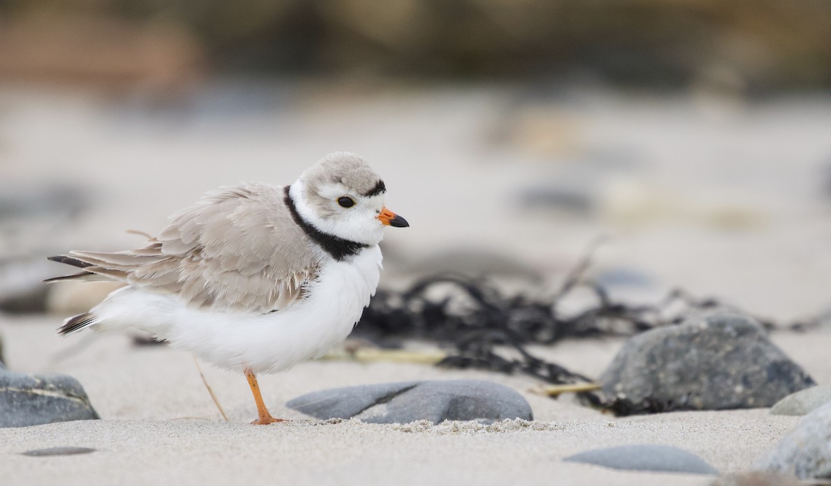 Piping Plover - ML617323033