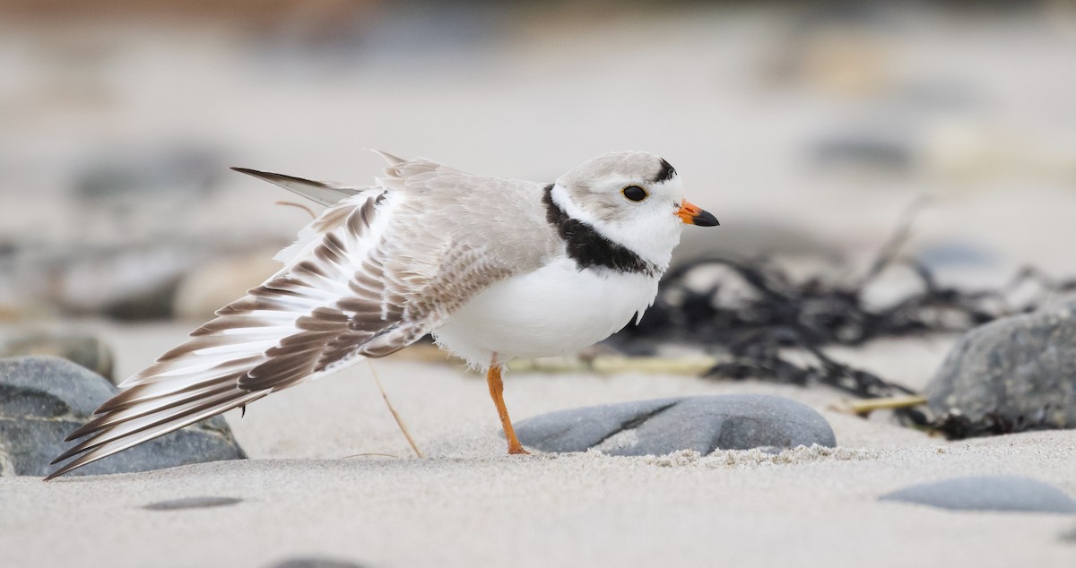 Piping Plover - ML617323034