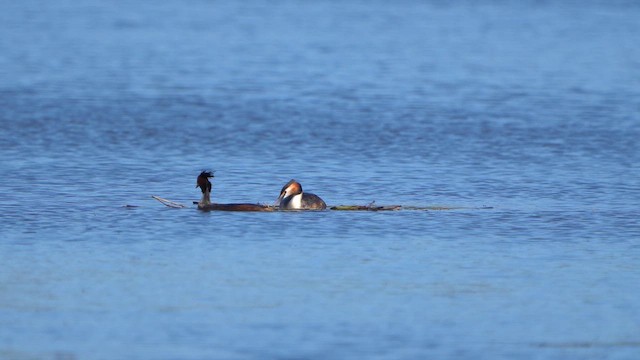Great Crested Grebe - ML617323200