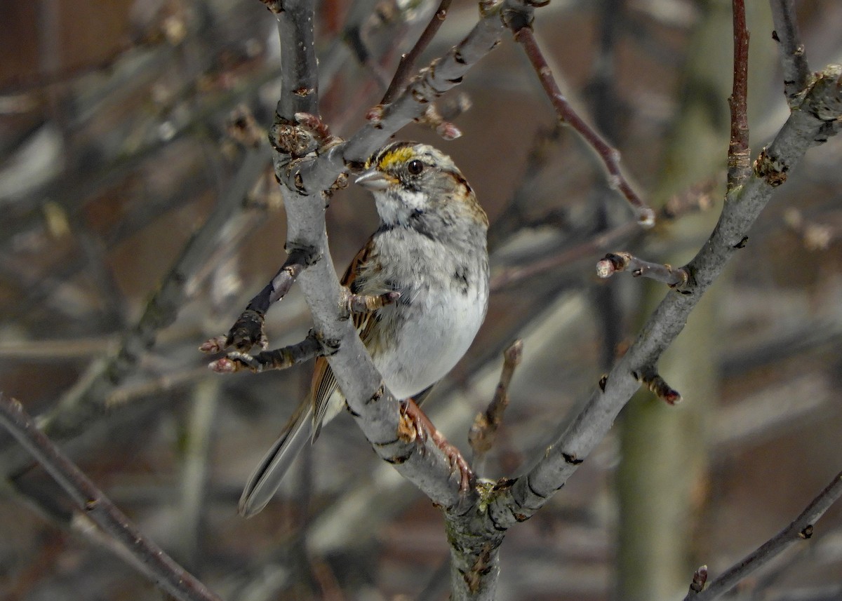 White-throated Sparrow - ML617323235