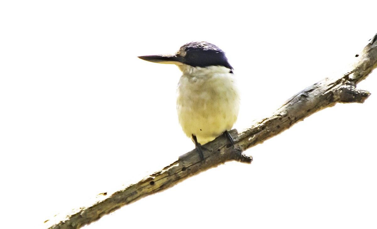 Forest Kingfisher - ML617323240