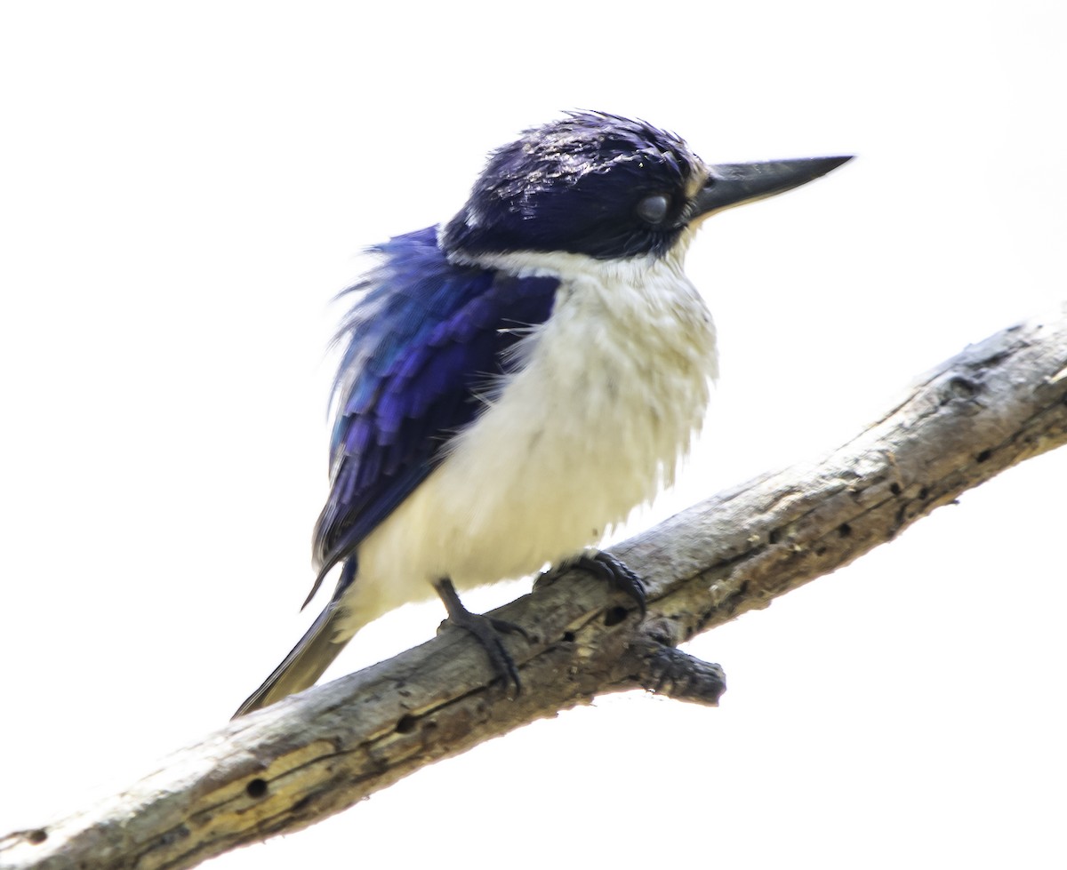 Forest Kingfisher - ML617323241