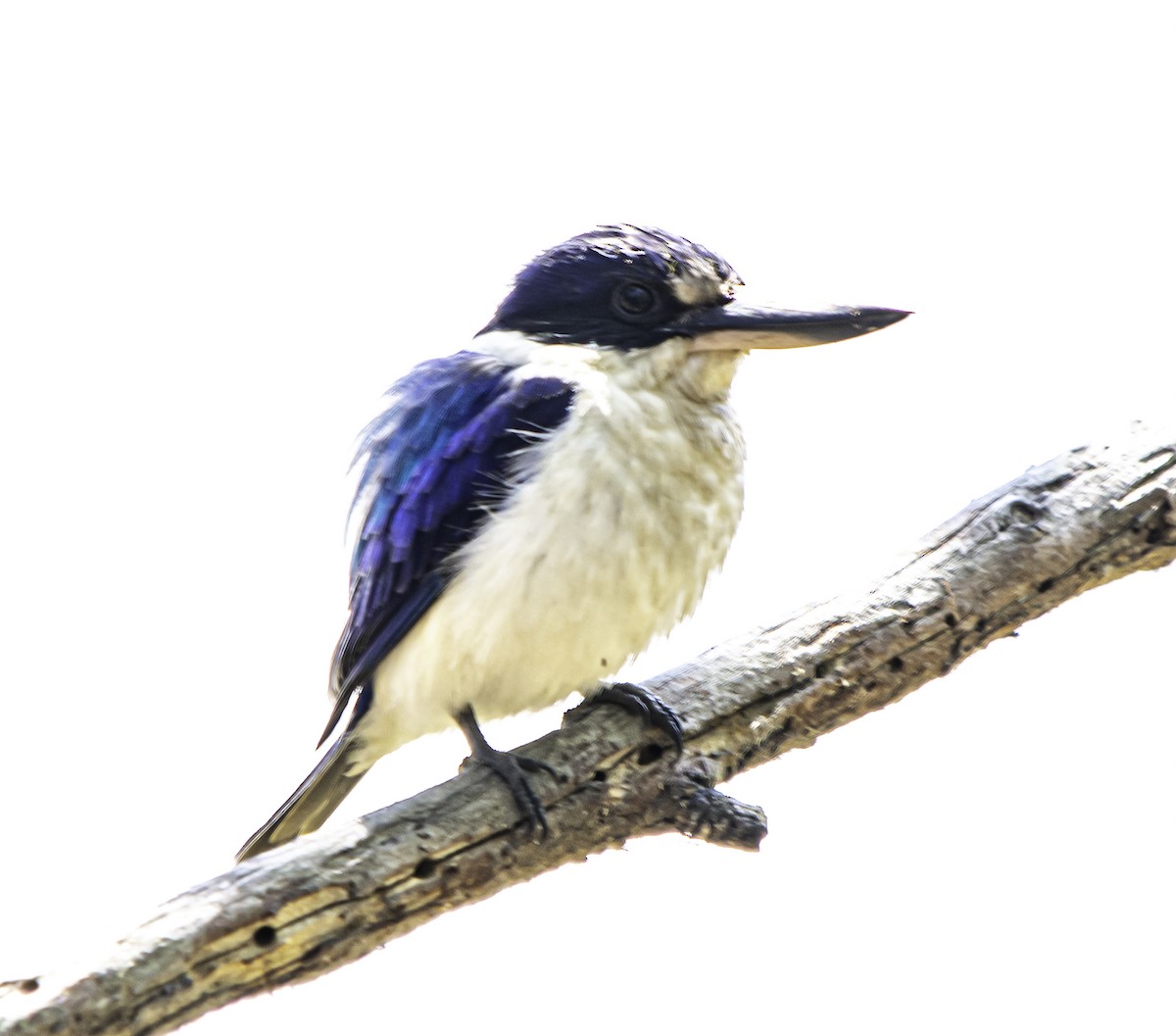 Forest Kingfisher - Rebel Warren and David Parsons
