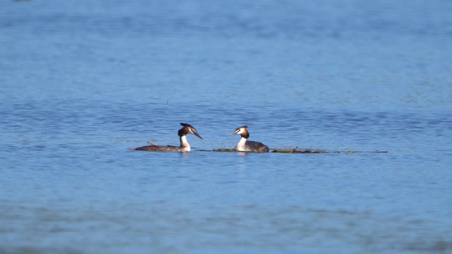 Great Crested Grebe - ML617323272
