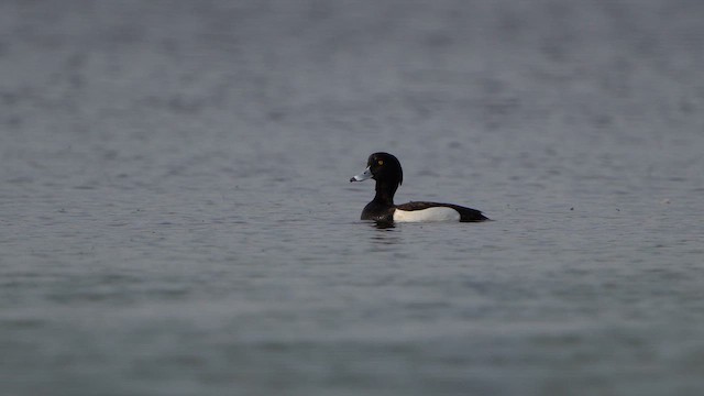 Tufted Duck - ML617323326
