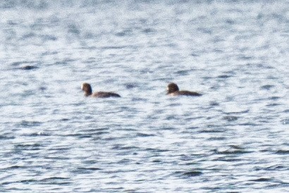 Greater Scaup - ML617323404