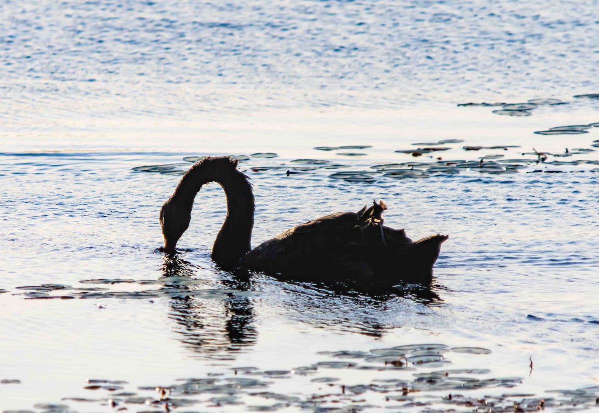 Black Swan - ML617323425