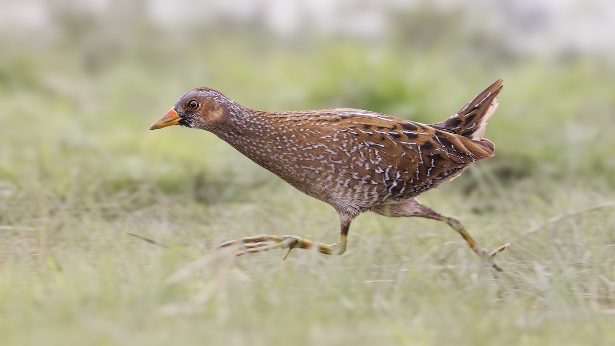 Spotted Crake - ML617323455