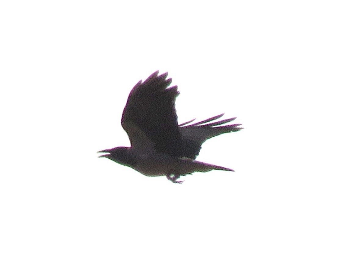 Hooded Crow - ML617323502
