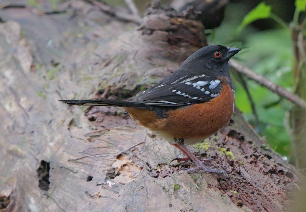 Spotted Towhee - ML617323543