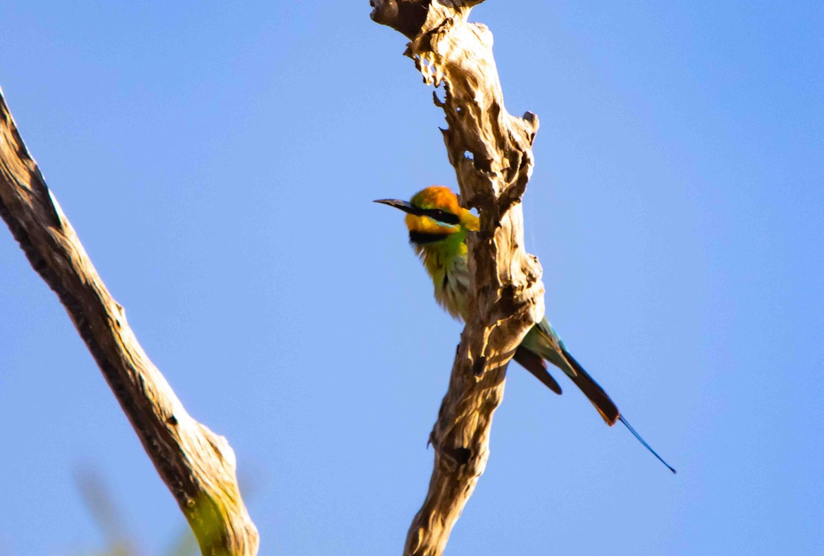 Rainbow Bee-eater - ML617323583