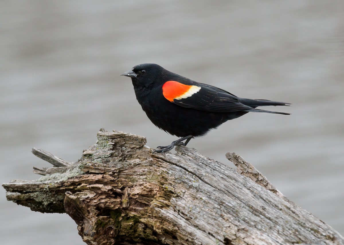 Red-winged Blackbird - Edward Jay Rehm