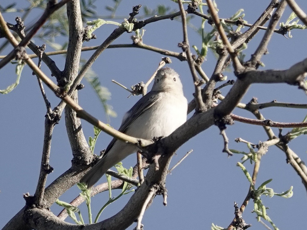 Lucy's Warbler - ML617323731