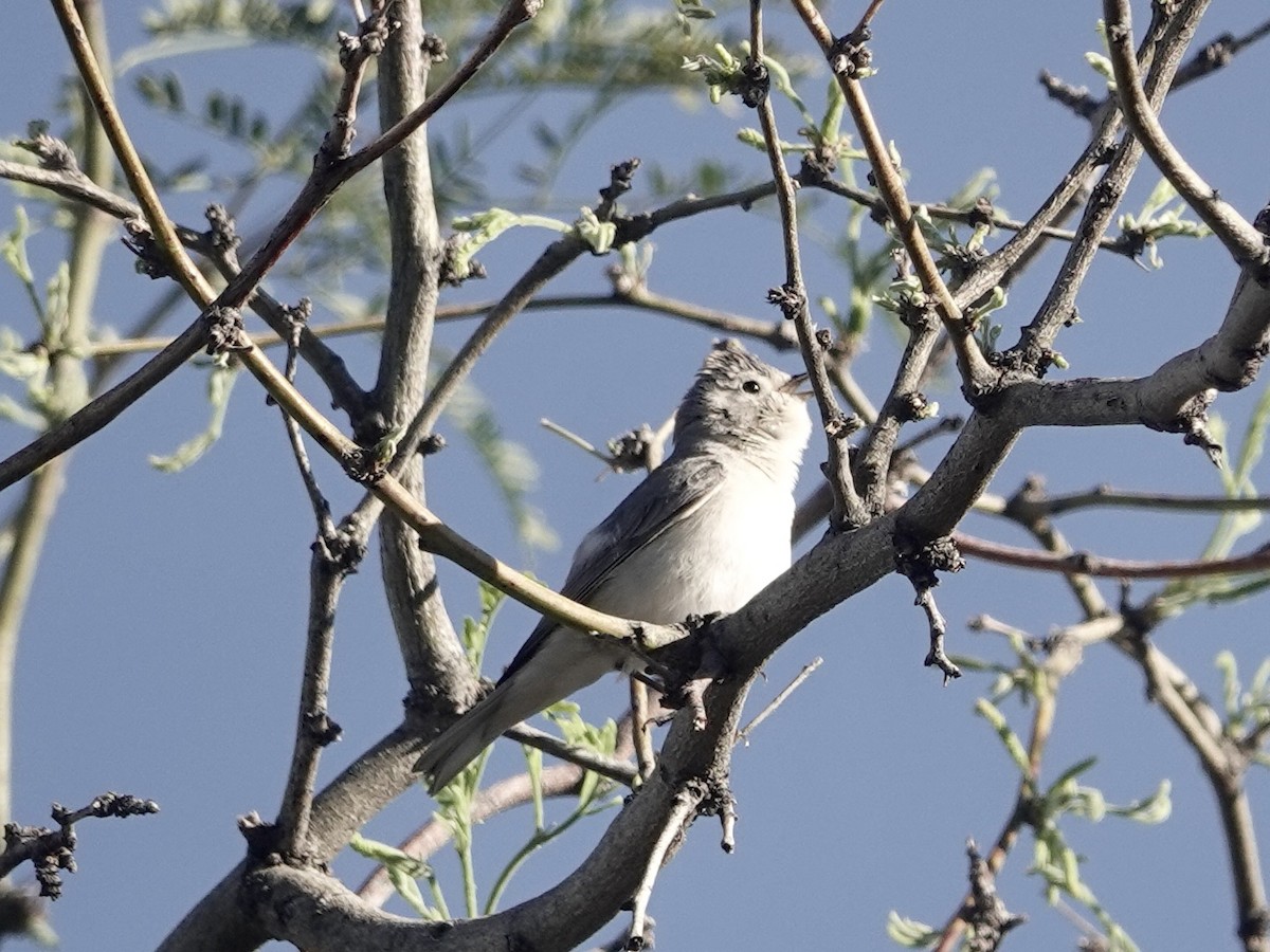 Lucy's Warbler - ML617323732