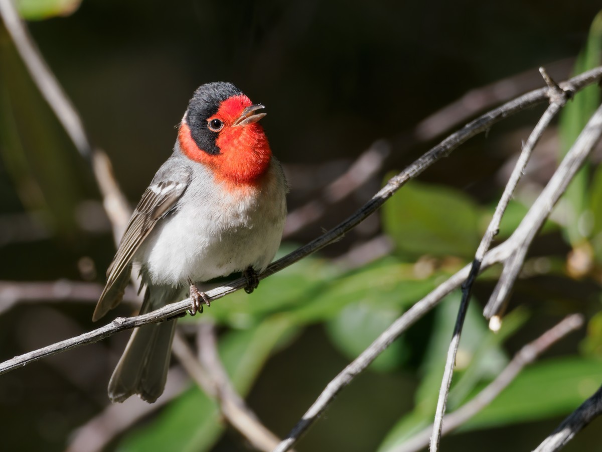 Red-faced Warbler - Nick Athanas
