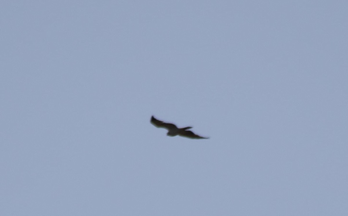 Short-tailed Hawk - ML617323822