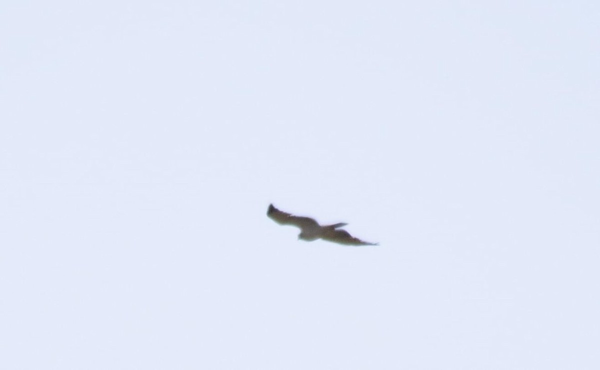 Short-tailed Hawk - ML617323823