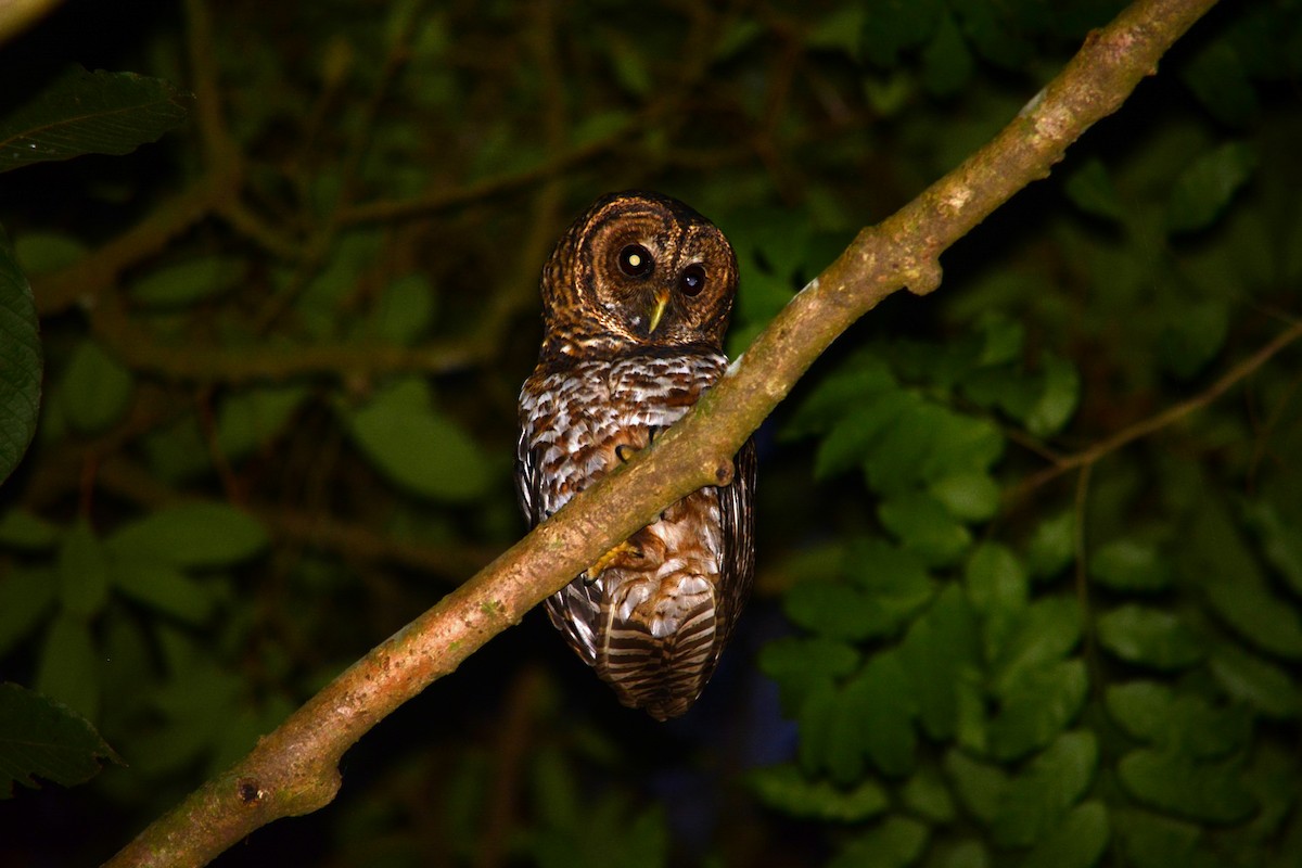 Rusty-barred Owl - ML617323851