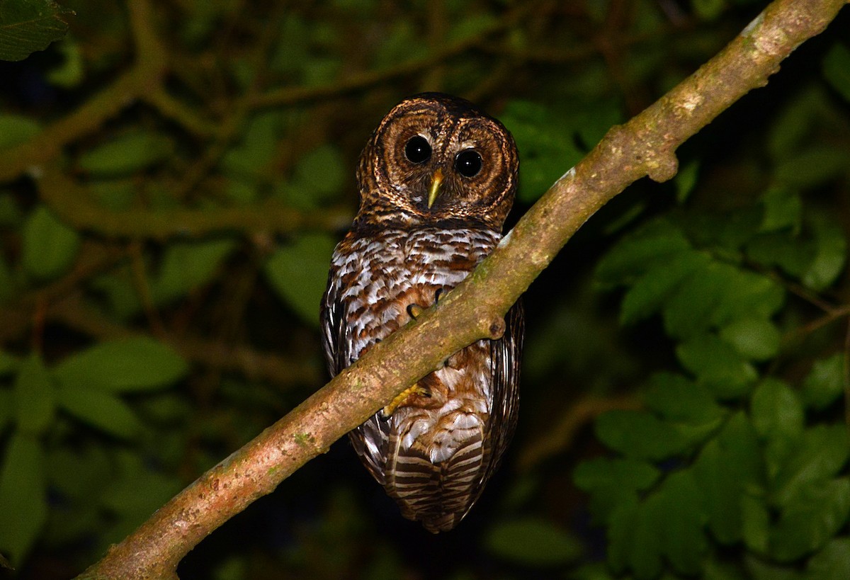 Rusty-barred Owl - ML617323852