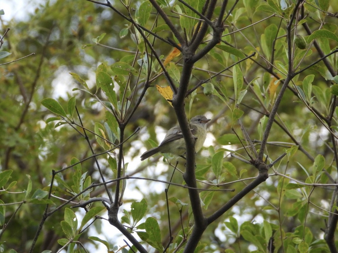 Southern Mouse-colored Tyrannulet - ML617323870