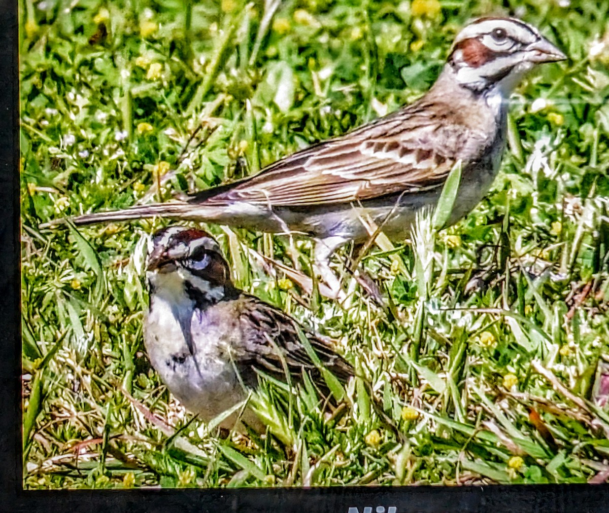 Ebird Checklist Apr White Rock Lake Winfrey Point Species