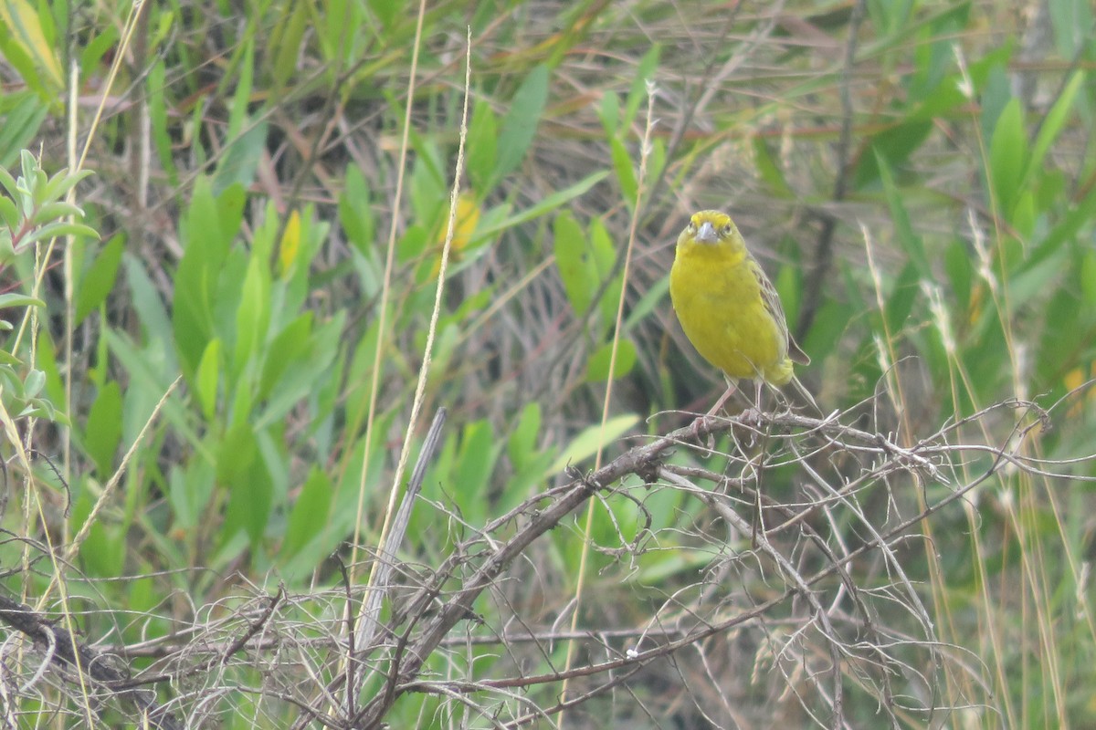 Grassland Yellow-Finch - ML617324069