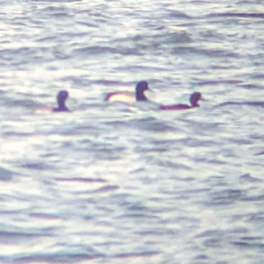 Greater Scaup - ML617324281