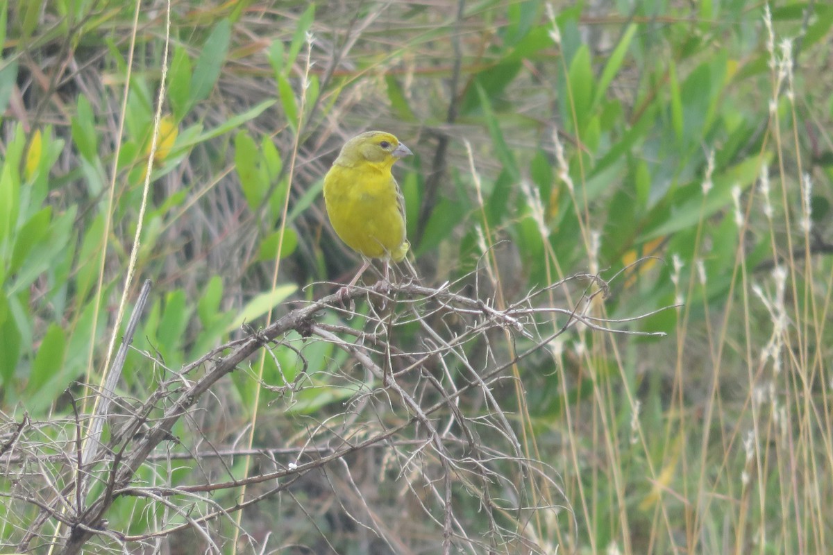 Grassland Yellow-Finch - Guillaume Normand