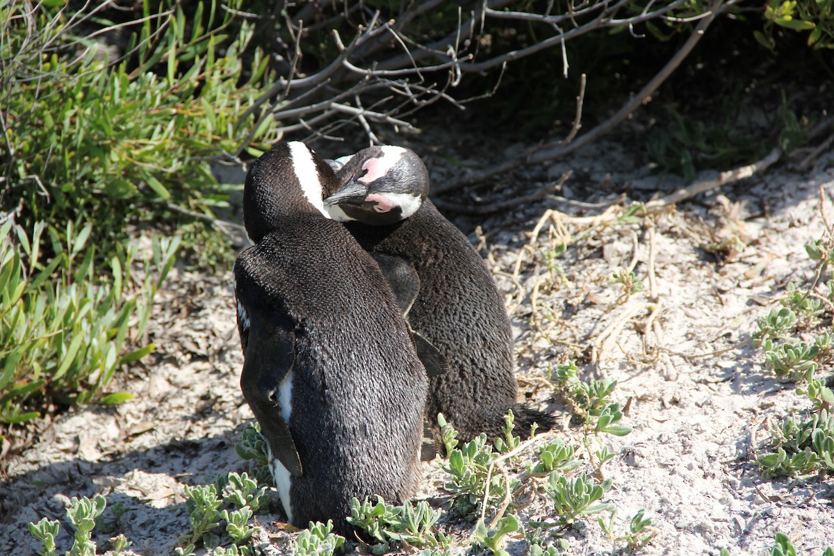 Pingüino de El Cabo - ML617324394