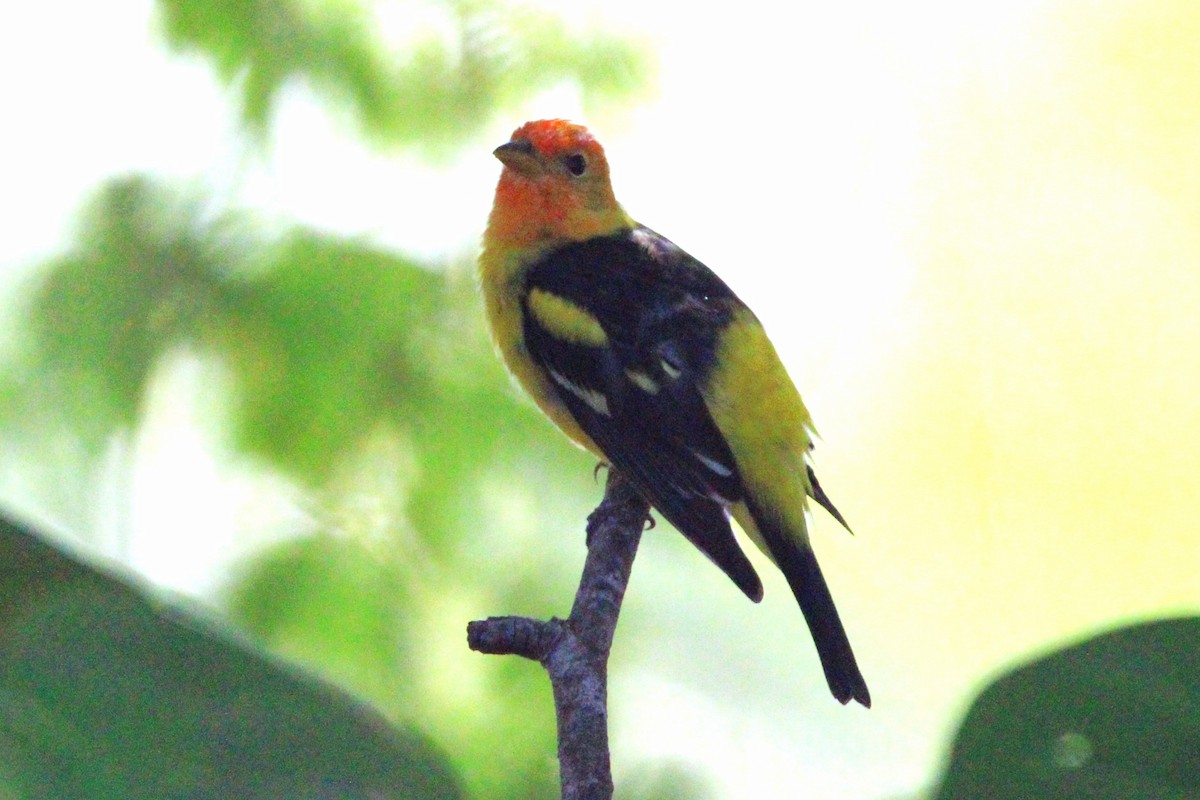 Western Tanager - Lawrence Gardenhire